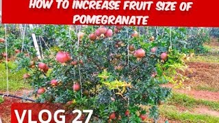 How to increase size of pomegranate 🌱