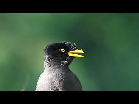 Javan myna bird AKA the white-vented myna with sound