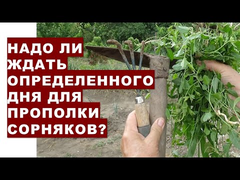 Video: Чополуу чөптөр эрип кетеби?