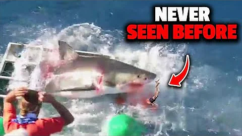 The Most Gruesome Shark Attacks Ever Recorded - DayDayNews