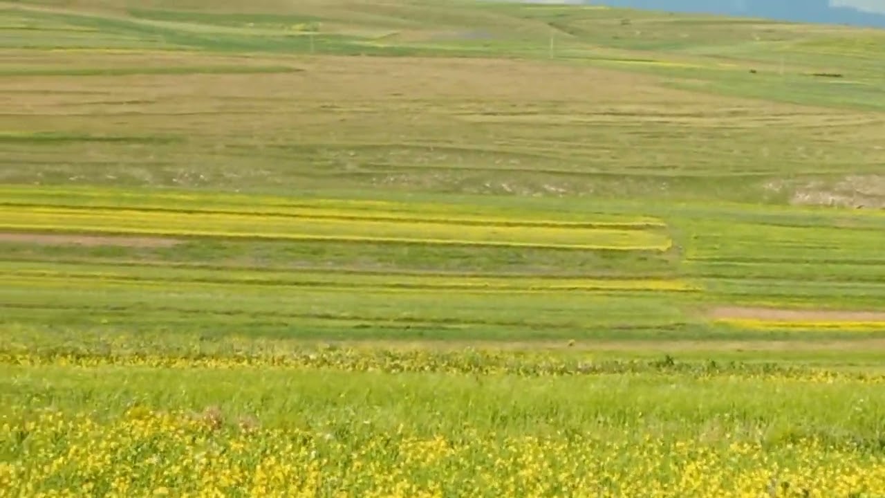 koyunpinar köyü 2022