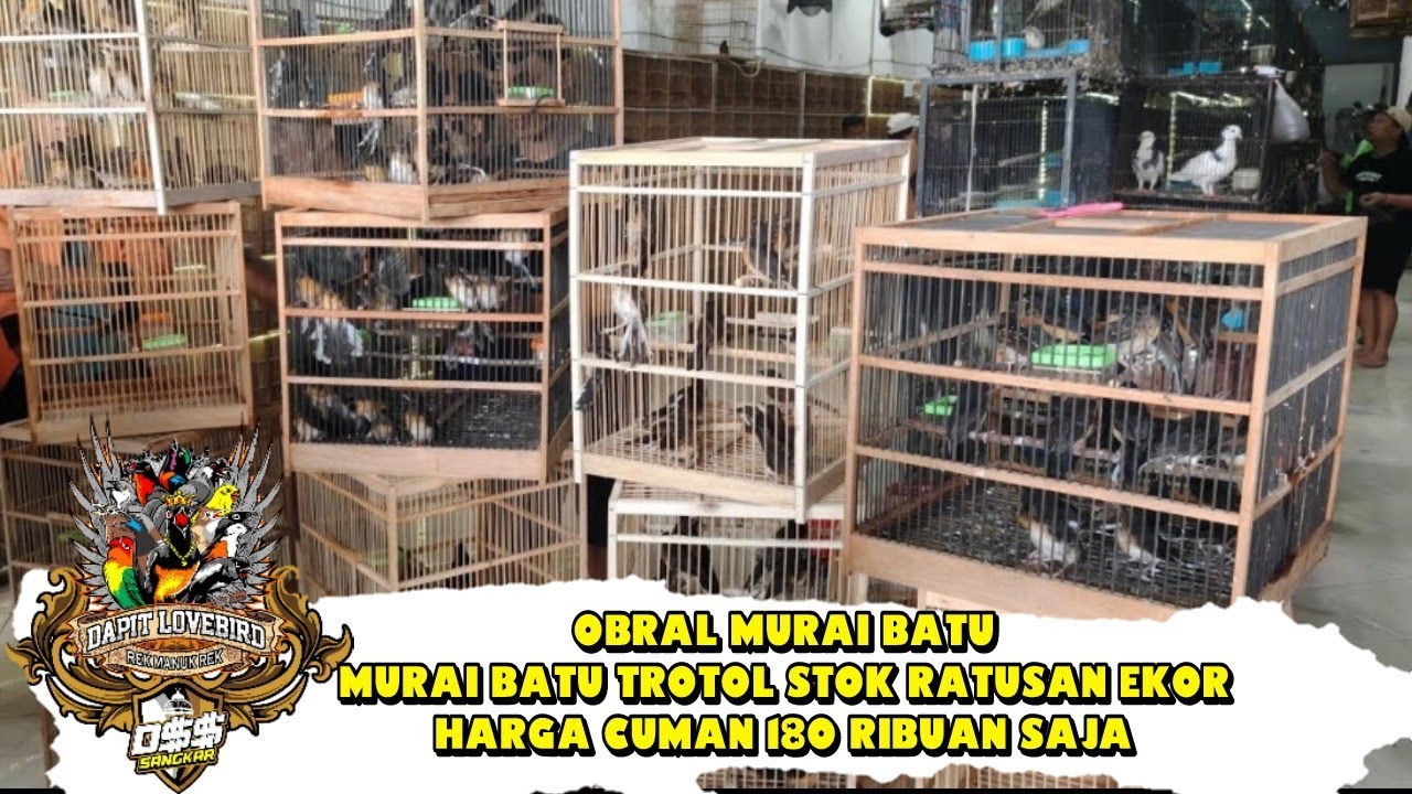OBRAL MURAI BATU !!! MURAI BATU TROTOL STOK RATUSAN EKOR HARGA CUMAN 18O RIBUAN SAJA