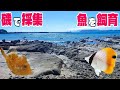 磯で採集した魚を水槽で飼育する！注意点や方法を紹介