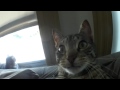 My Cat Tried to Eat My GoPro Hero2