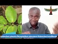 The use of kalanchoe pinnata aka miracle leaf in african spirituality