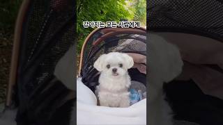 강아지가 마음을 주는 유일한 사람 #강아지행동학 #반려견 #강아지심리 #강아지 #애견영상 #말티즈 #cute #pets #감동 | The Only Person to A Dog