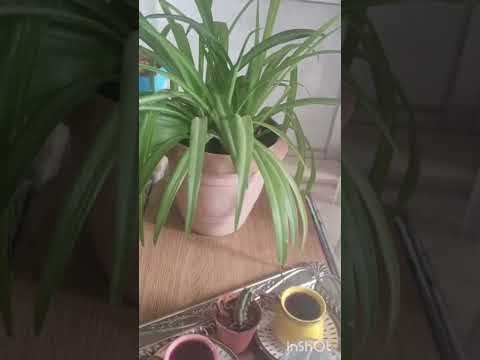 انتي وينك دكتورة لا خبر منك لا صوت كاظم الساهر القيصر