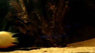 240 Gal mixed monster tank by vik datta 72 views 14 years ago 1 minute, 11 seconds