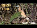 SQUACCO HERON Garcilla Cangrejera Bird Watching Ebro Delta Spain SQUACCO HERON Garcilla Cangrejera Bird Watching Ebro Delta Spain