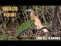 SQUACCO HERON (Garcilla Cangrejera) bird watching, Ebro Delta, Spain