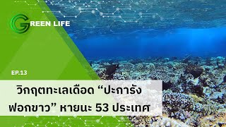 EP.13 วิกฤตทะเลเดือด "ปะการังฟอกขาว" หายนะ 53 ประเทศ | Green Life