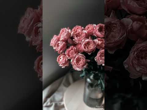 اغنية مشكلني حبك يا روحي