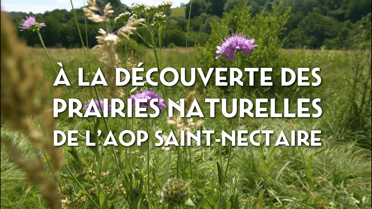 Conservatoire Botanique National du Massif Central x AOP Saint-Nectaire ...