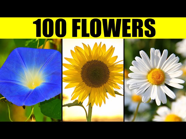 FLOWERS of the World - Names of 100 Different Types of Flowers class=