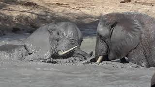 elephant baptism