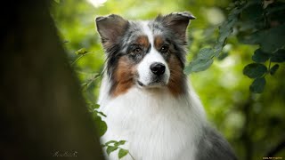 Embracing the Canine Magic of Australian Shepherds A Celebration of Their Unique Qualities