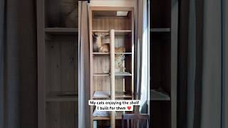 I built a custom cat shelf/cat tower!