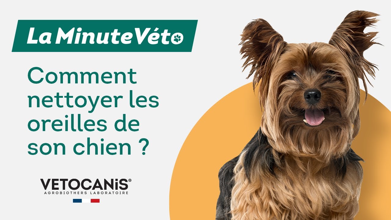 Comment nettoyer les oreilles de son chien ? - Biocanina