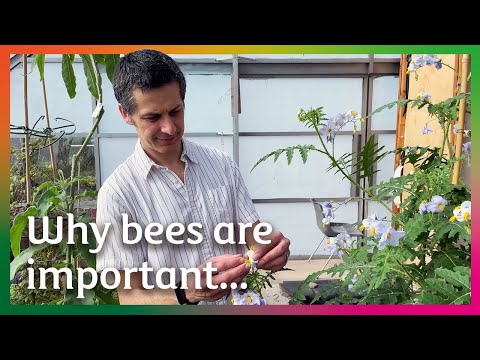 World Bee Day with Dr Mario Vallejo-Marin - University of Stirling