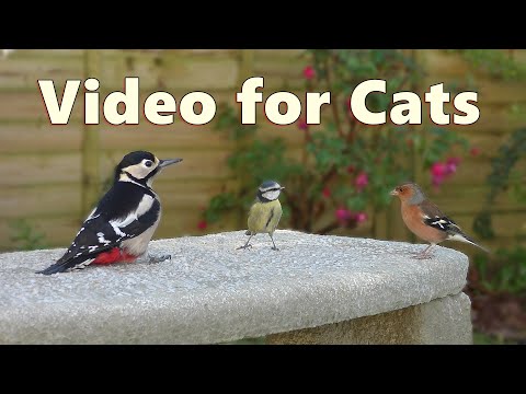 Videos for Cats 4K Birds Spectacular ⭐ 8 HOURS ⭐