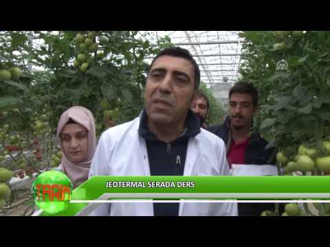 Video: Seralarda Ve Bahçe Yataklarında Aster Yetiştiriyoruz