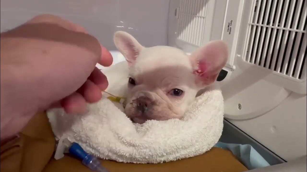 6-week-old-frenchie-pup-struggling-to-breathe-as-health-plummets-to