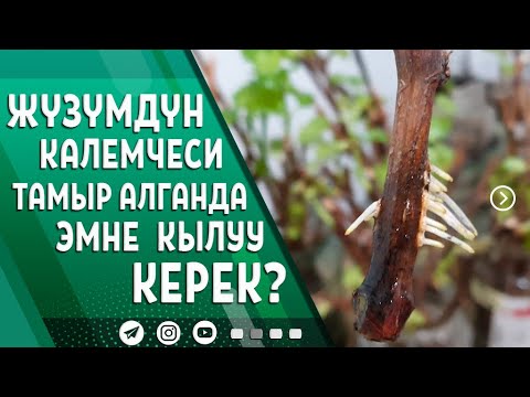 Video: Канталупанын жүзүм сабагында бышканын кантип билесиз?