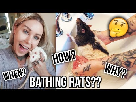 Video: How To Bathe Decorative Rats