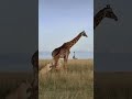 Lion King attack giraffe #anirudh #youtubesearch #shorts #subscribe