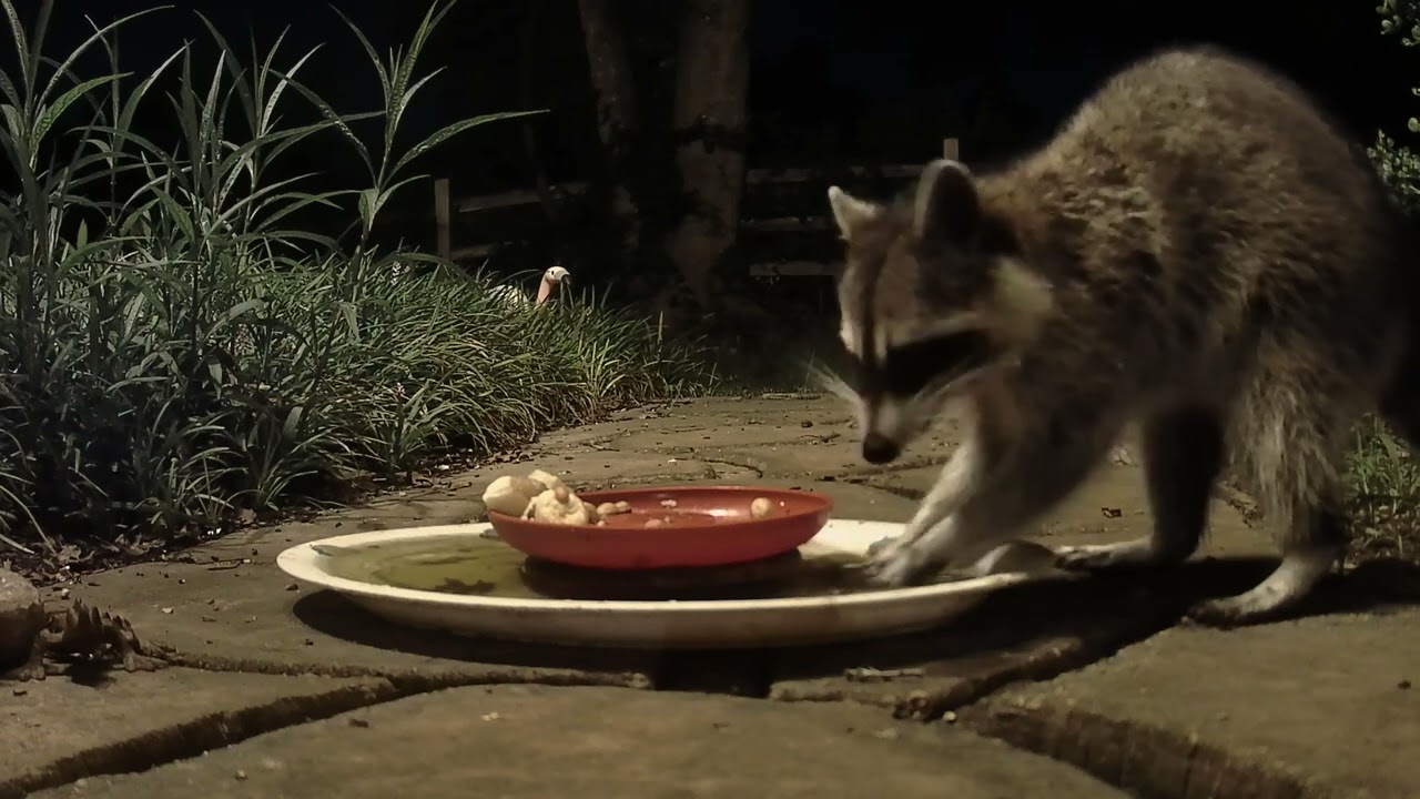 Raccoon 06 20 2026 2349h - YouTube
