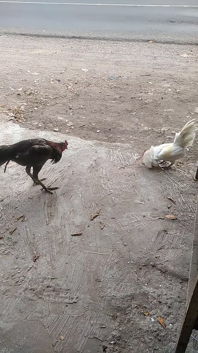 adu nyali ayam adu vs ayam kate