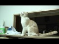 「カカカ」と鳴く猫。