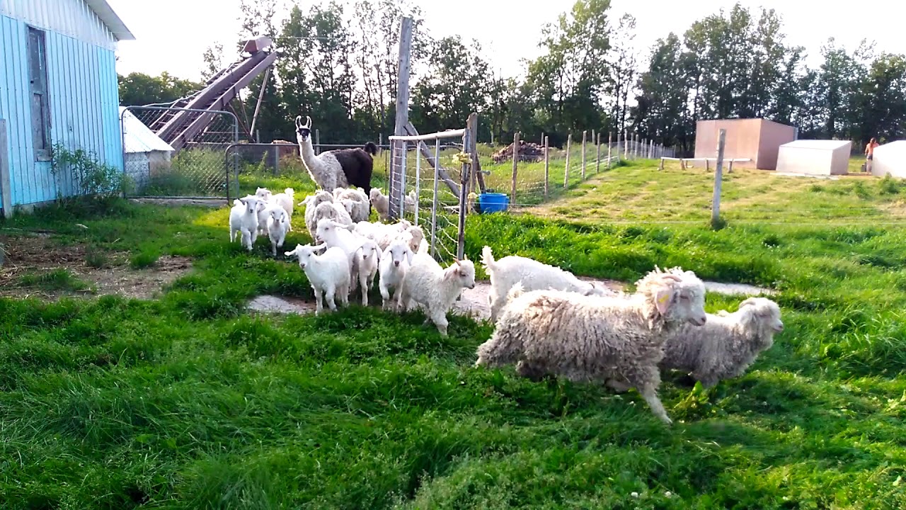 Goats enjoying their move in a new pasture