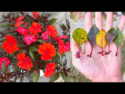 #1 Cách trồng cây mai địa thảo bằng lá | Breeding Impatiens Mới Nhất