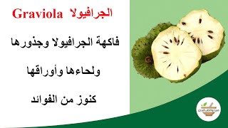 Graviola / ما هي فوائد الجرافيولا، وما الأمور التي عليك معرفتها عن هذه الثمار؟