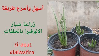 إكثار صبار الالوفيرا/aloe vera plantaloe vera plant /ziraeat alalwafira/صباريات/الالوفيرا/زراعة
