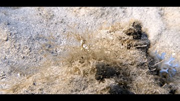 A fish swimming with the current  وَيُريكُم آياتِهِ فأيَّ آياتِ اللَّهِ تُنْكِرُوْنَ