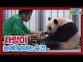 (SUB)[전지적 아부지 시점] ep.123 쌍둥이 돌보느라 지친 아이바오를 위한 강바오의 특급 케어🥰│Panda World