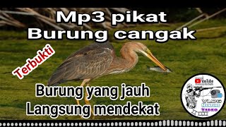 Suara pikat burung cangak mp3