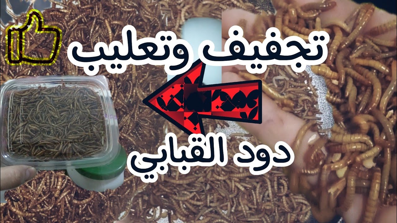 طريقة تجفيف دود القبابي مع الحفاظ على لونه الذهبي