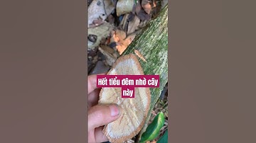 Cây chữa tiểu đêm, tiểu rắt, tiểu buốt & viêm đường tiết niệu. #chuabenhkhongdungthuoc