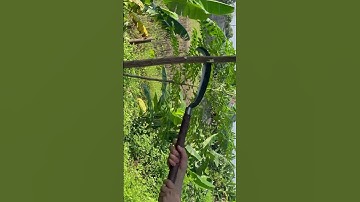 Tôi làm con dao quắm đi rừng bằng thép trục tàu ngầm chặt cây ngọt như chặt chuối vậy thật hiếm có