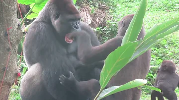 ¿Se aparean los gorilas cara a cara?