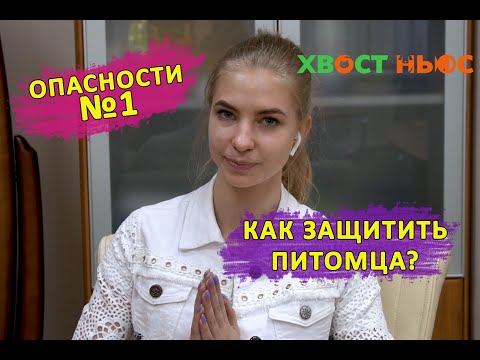 Видео: Опасности зимних прогулок для кошек и собак