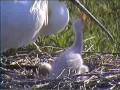 Hungry Baby Spoonbills