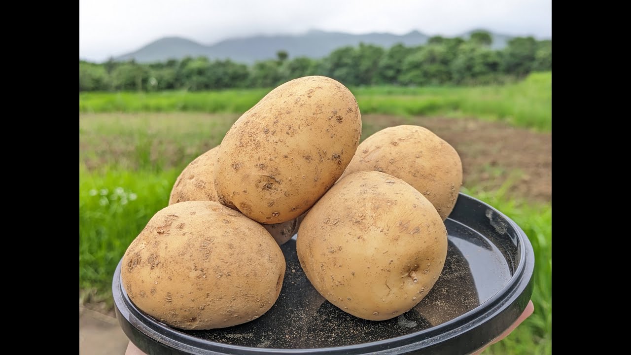 数量限定》希少品種ながさき黄金2KG 五島列島産 自然農業での栽培