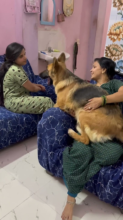 Don’t touch my mom😡🐶😂#doglover #dog #germanshepherd #reels #shorts #champ #love #viral #puppy