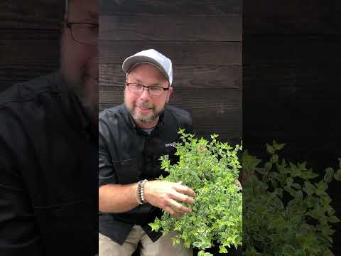 Video: Glossy Abelia Plant: Wie man Abelia-Sträucher anbaut