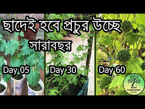 ভিডিও: কীভাবে পেটুনিয়াস বাড়বে