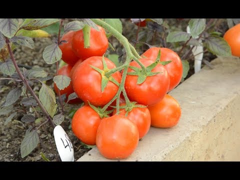 Video: Tomat Sanka - hasil dan karakteristik varietas